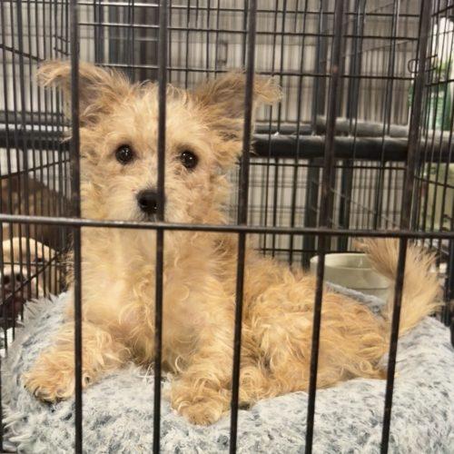 Enlarge Tanner, a Adoptable mixed breed in Matthews, IN image 6/6