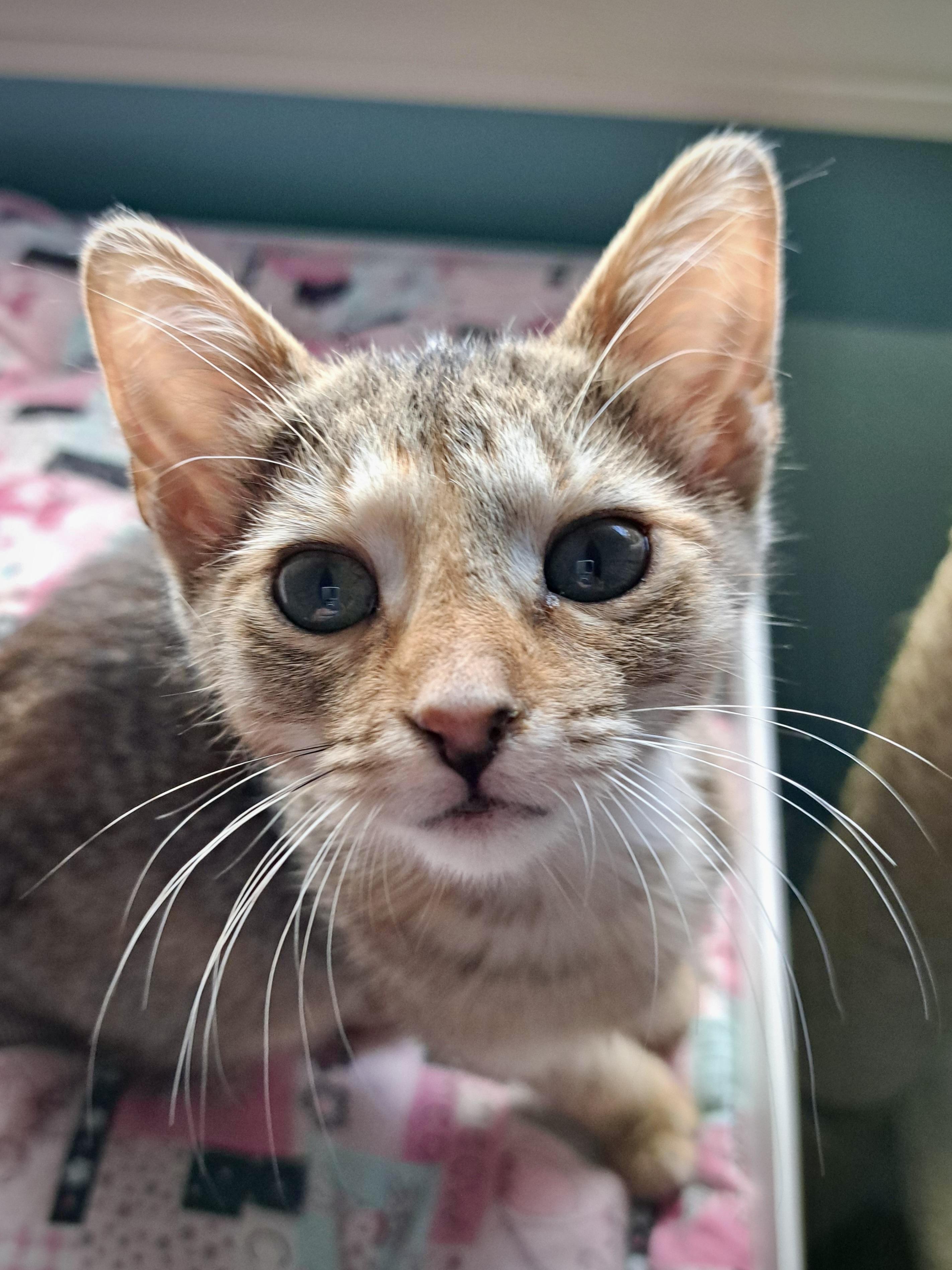 Churo, a Adoptable Domestic Short Hair in Milwaukee, WI image 5/5