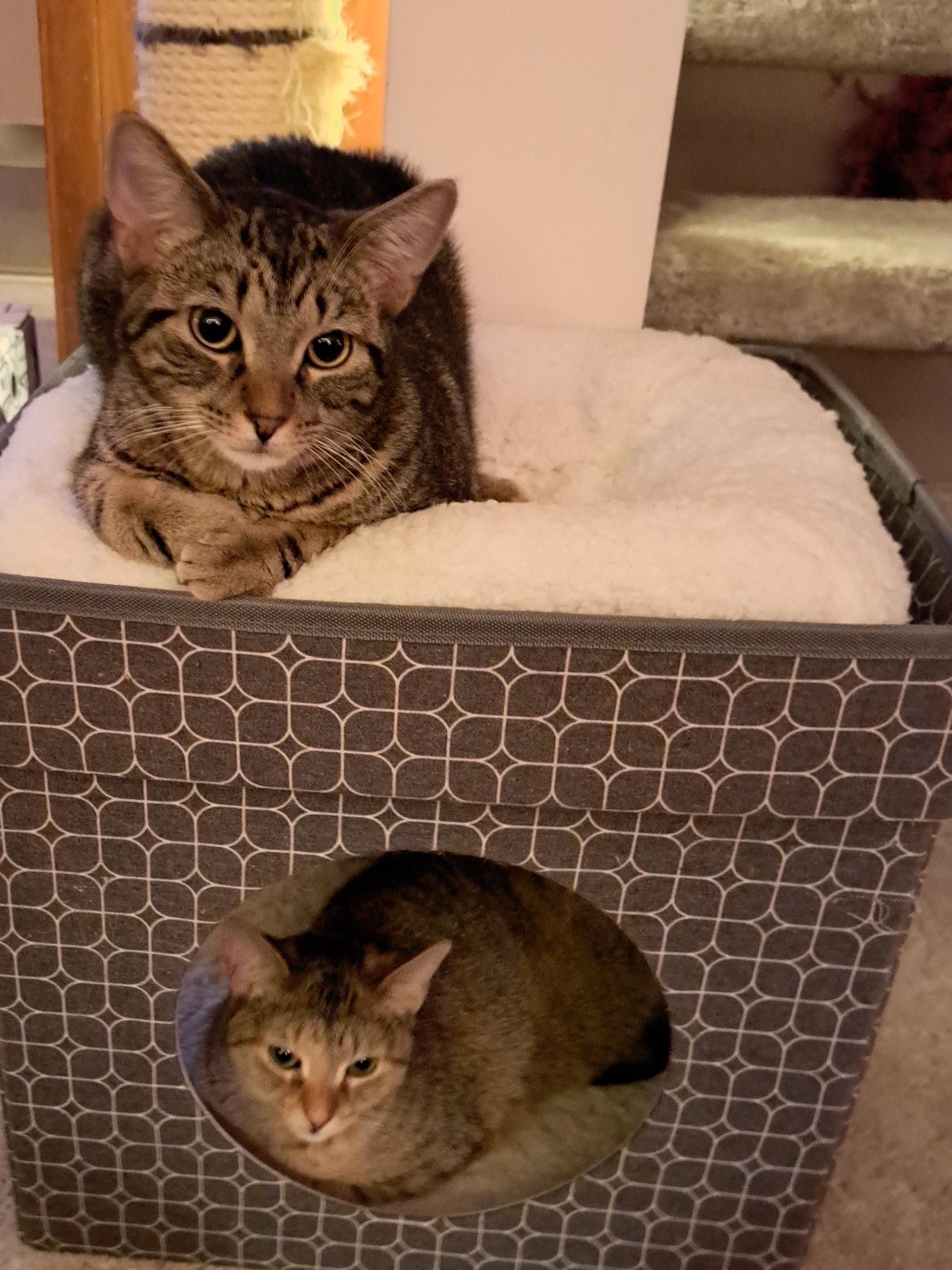 Enlarge Chester (m) and Churo (f), a Adoptable Domestic Short Hair in Milwaukee, WI image 2/6