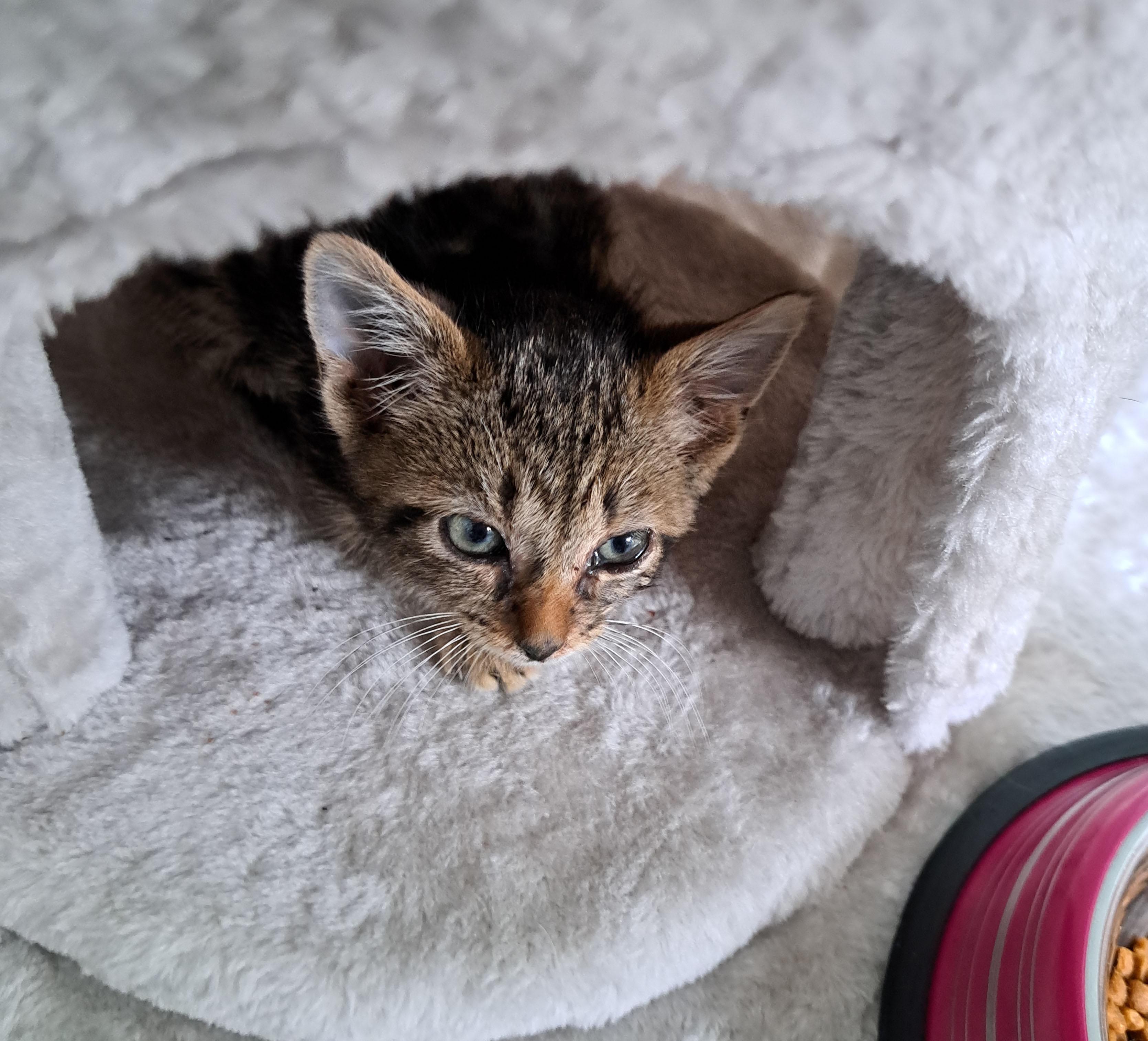 Churo, a Adoptable Domestic Short Hair in Milwaukee, WI image 4/5