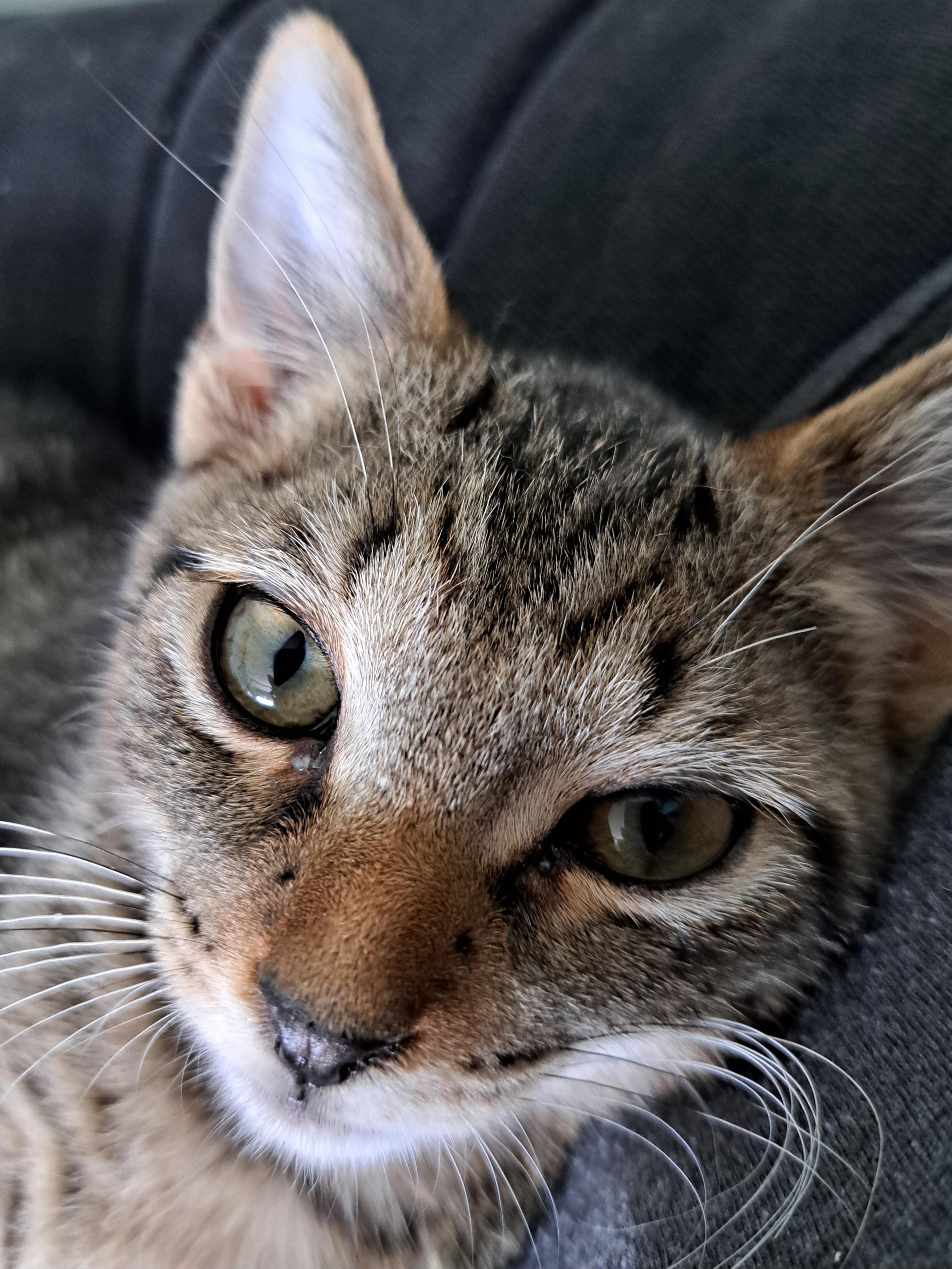 Churo, a Adoptable Domestic Short Hair in Milwaukee, WI image 3/5