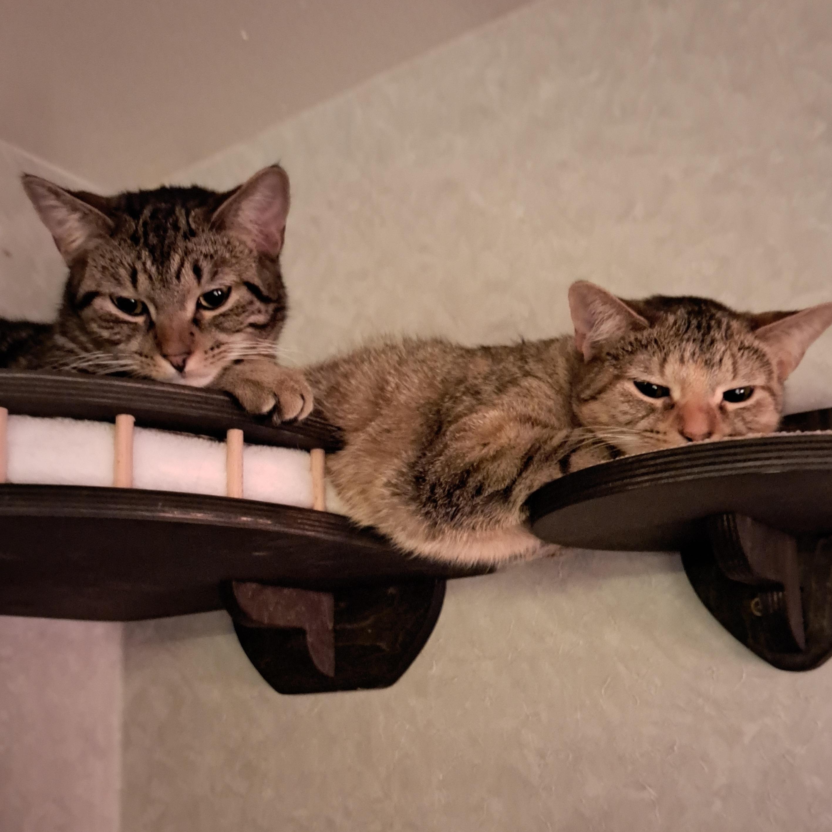 Chester (m) and Churo (f), Adoptable, Young Female Domestic Short Hair.