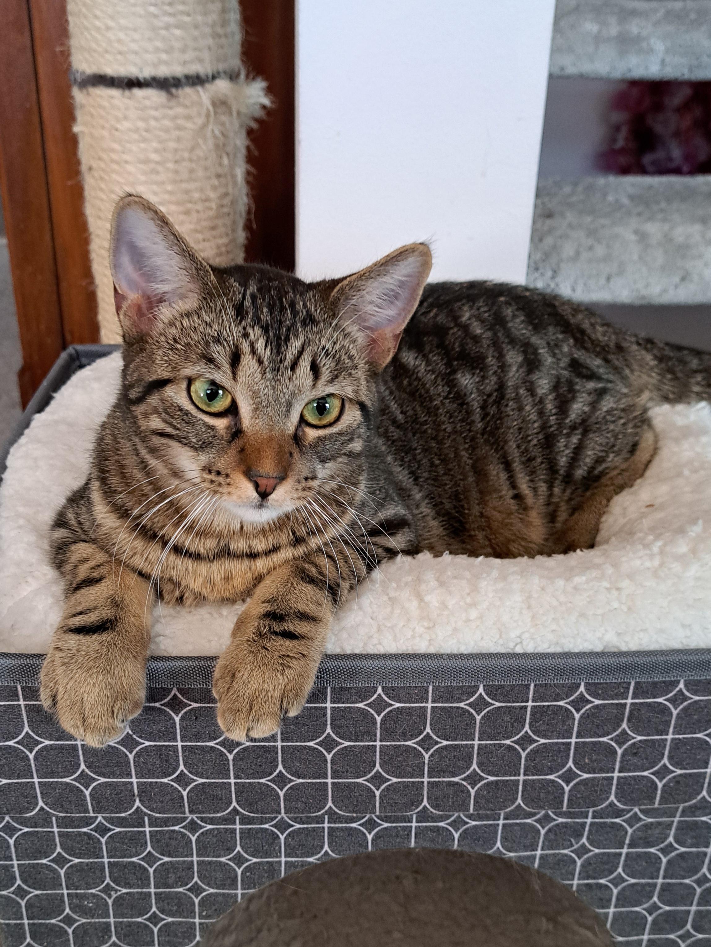 Enlarge Chester (m) and Churo (f), a Adoptable Domestic Short Hair in Milwaukee, WI image 4/6