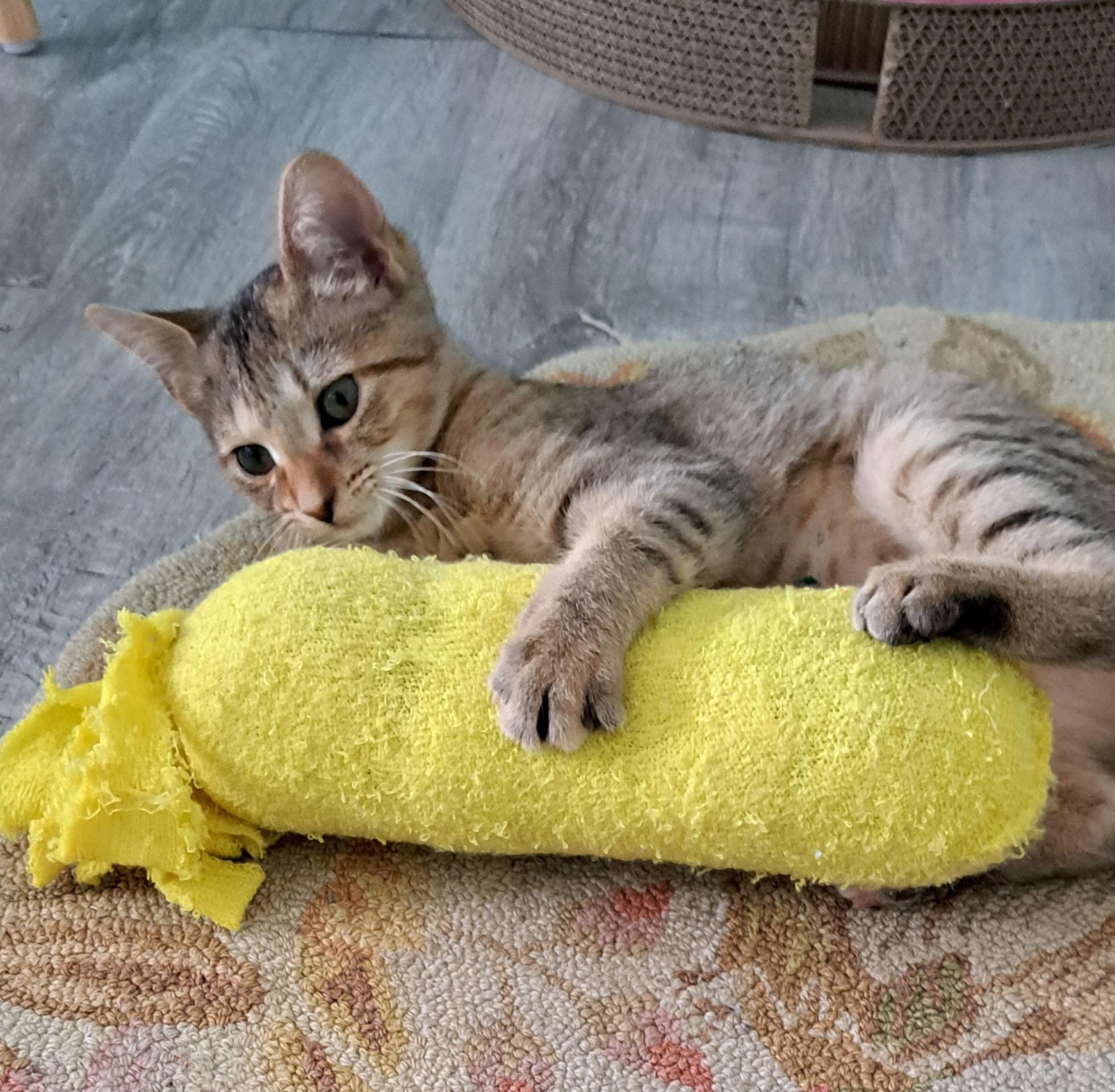 Churo, Adoptable, Kitten Female Domestic Short Hair.