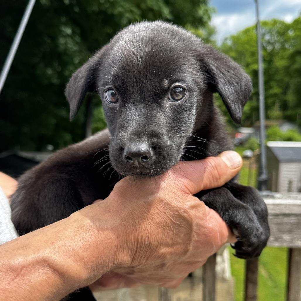 Enlarge NY Ringo Avail Jun 13 (Choice Pet Carmel), a Adoptable mixed breed in Eastford, CT image 1/3