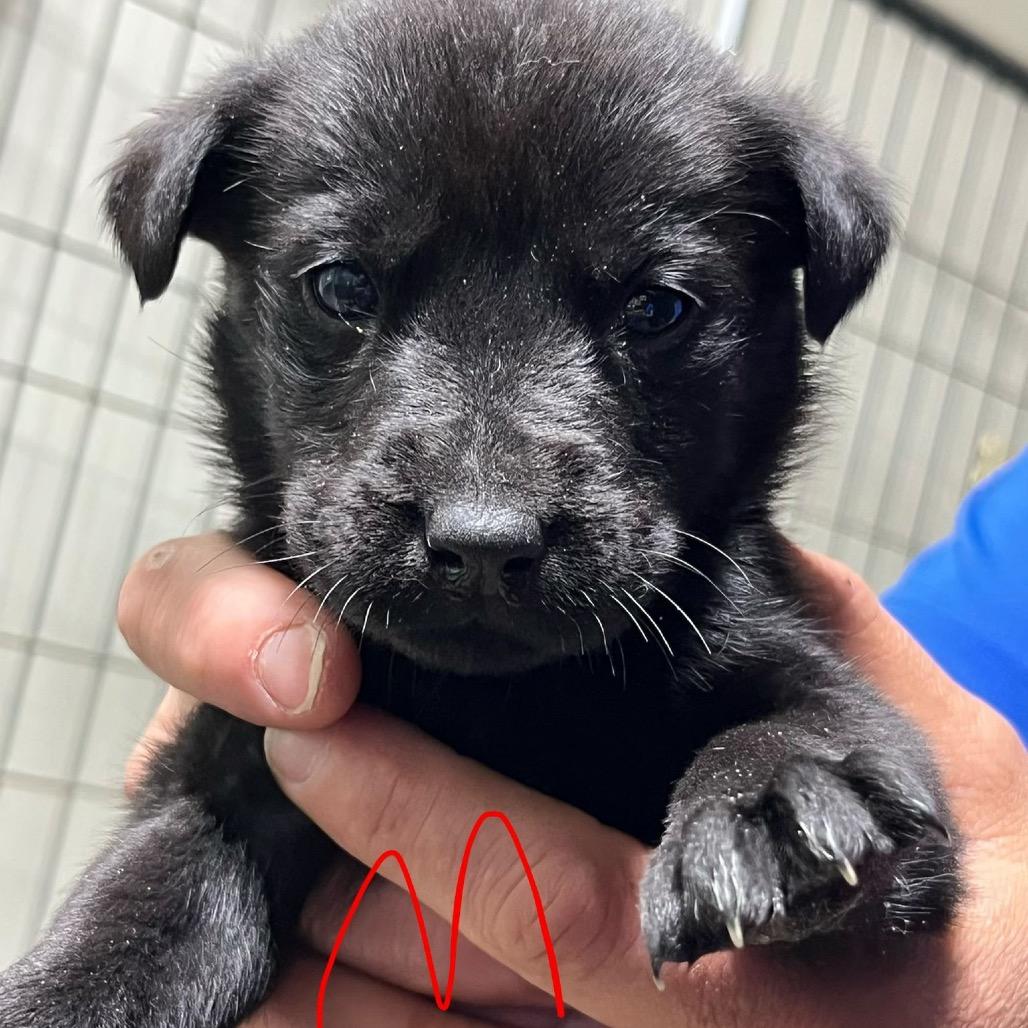 Enlarge NY Ringo Avail Jun 13 (Choice Pet Carmel), a Adoptable mixed breed in Eastford, CT image 3/3