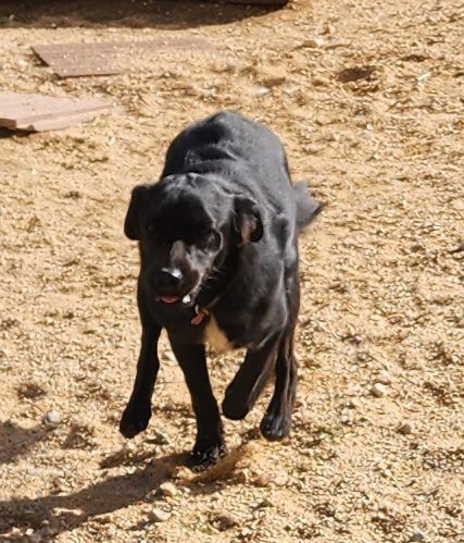 Leo, a Adoptable mixed breed in Joshua Tree , CA image 1/3