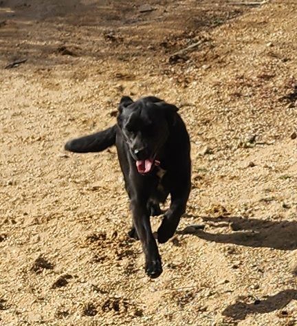 Leo, a Adoptable mixed breed in Joshua Tree , CA image 3/3
