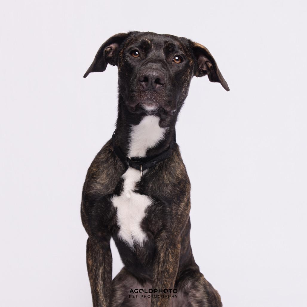 Enlarge Suzie, a Adoptable Mixed Breed in Sarasota, FL image 1/6