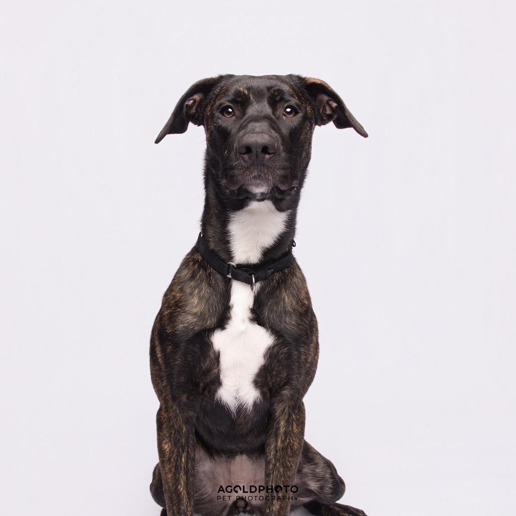 Enlarge Suzie, a Adoptable Mixed Breed in Sarasota, FL image 2/6