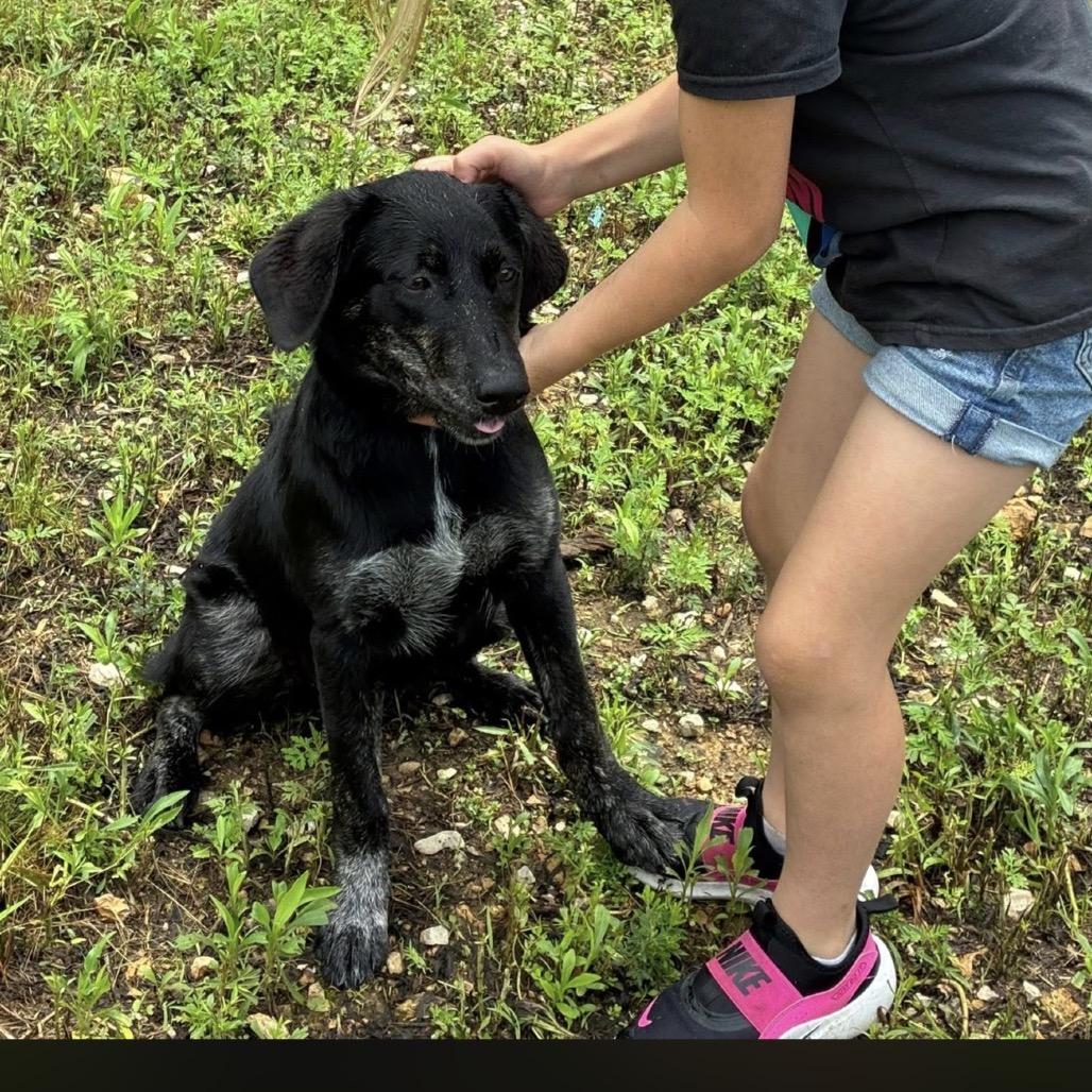 Zara, Adoptable, Young Female Black Labrador Retriever.