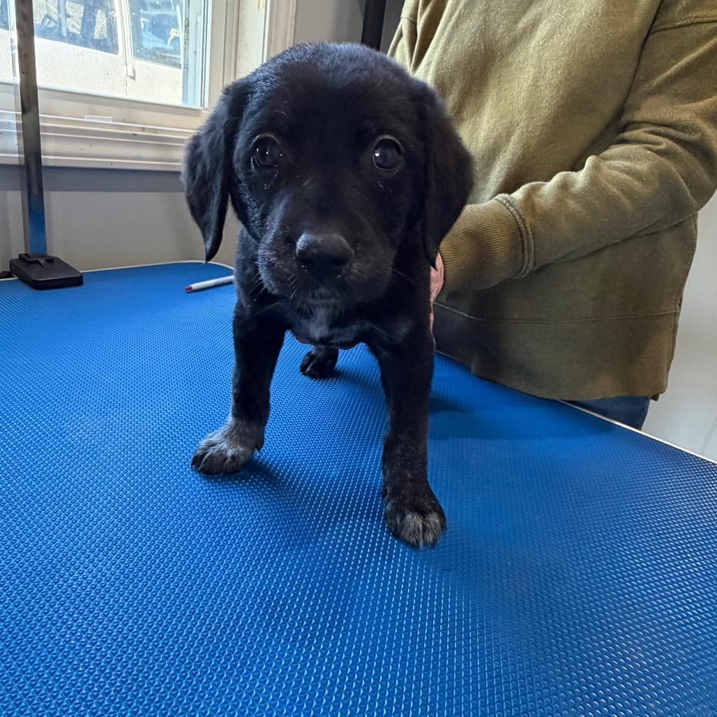 Enlarge Zara, a Adoptable Black Labrador Retriever in Hohenwald, TN image 2/2