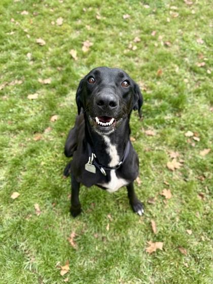 Tilly, Adoptable, Adult Female Black Labrador Retriever.