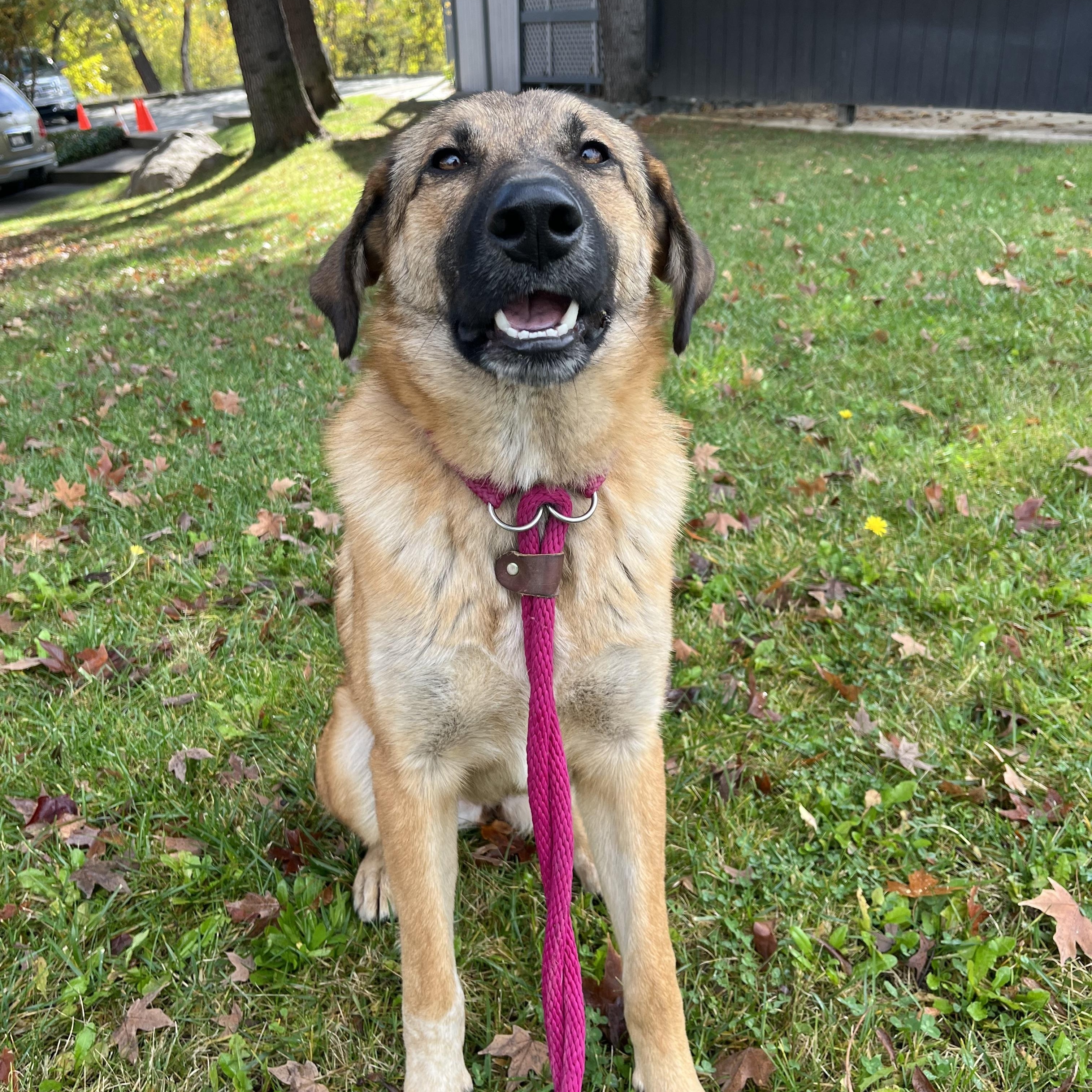 Enlarge Abby, a Adoptable Shepherd in Rough And Ready, CA image 2/5
