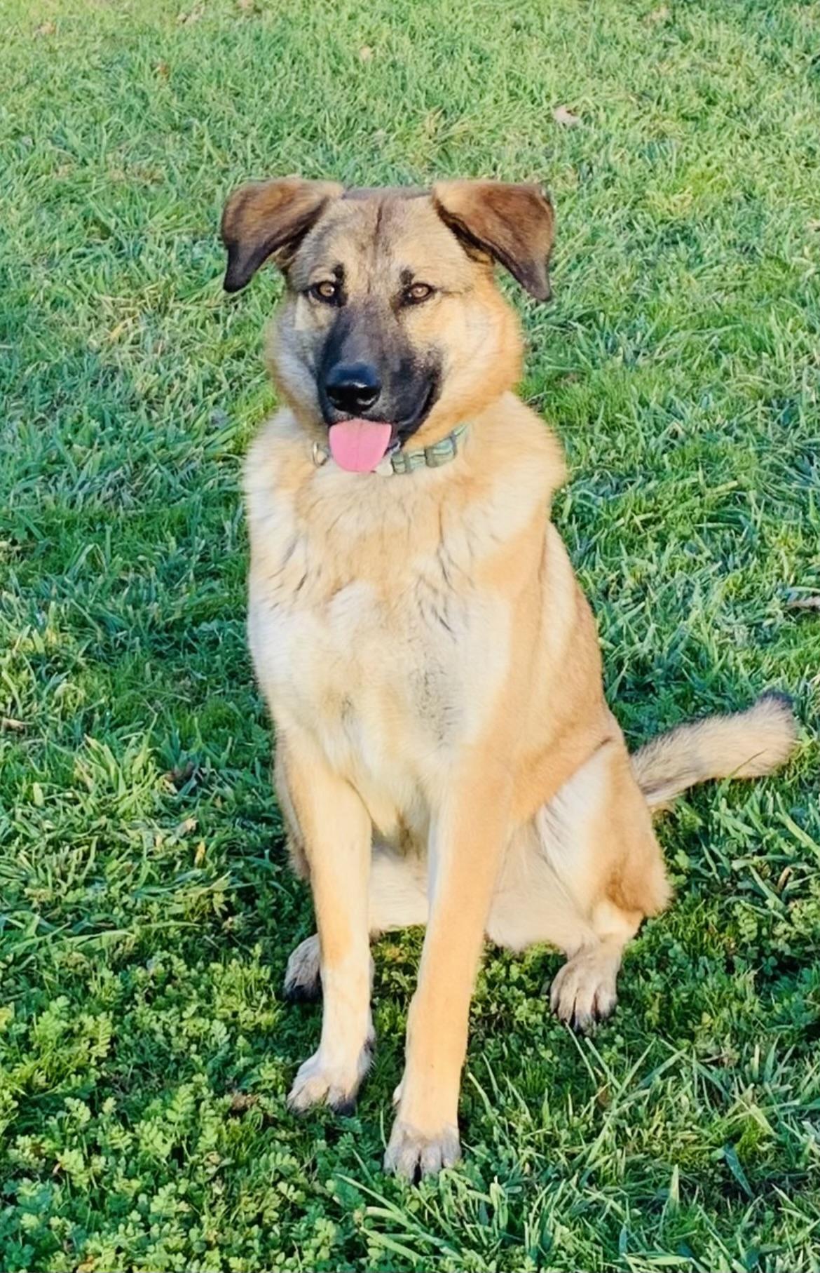 Abby, Adoptable, Young Female Shepherd.