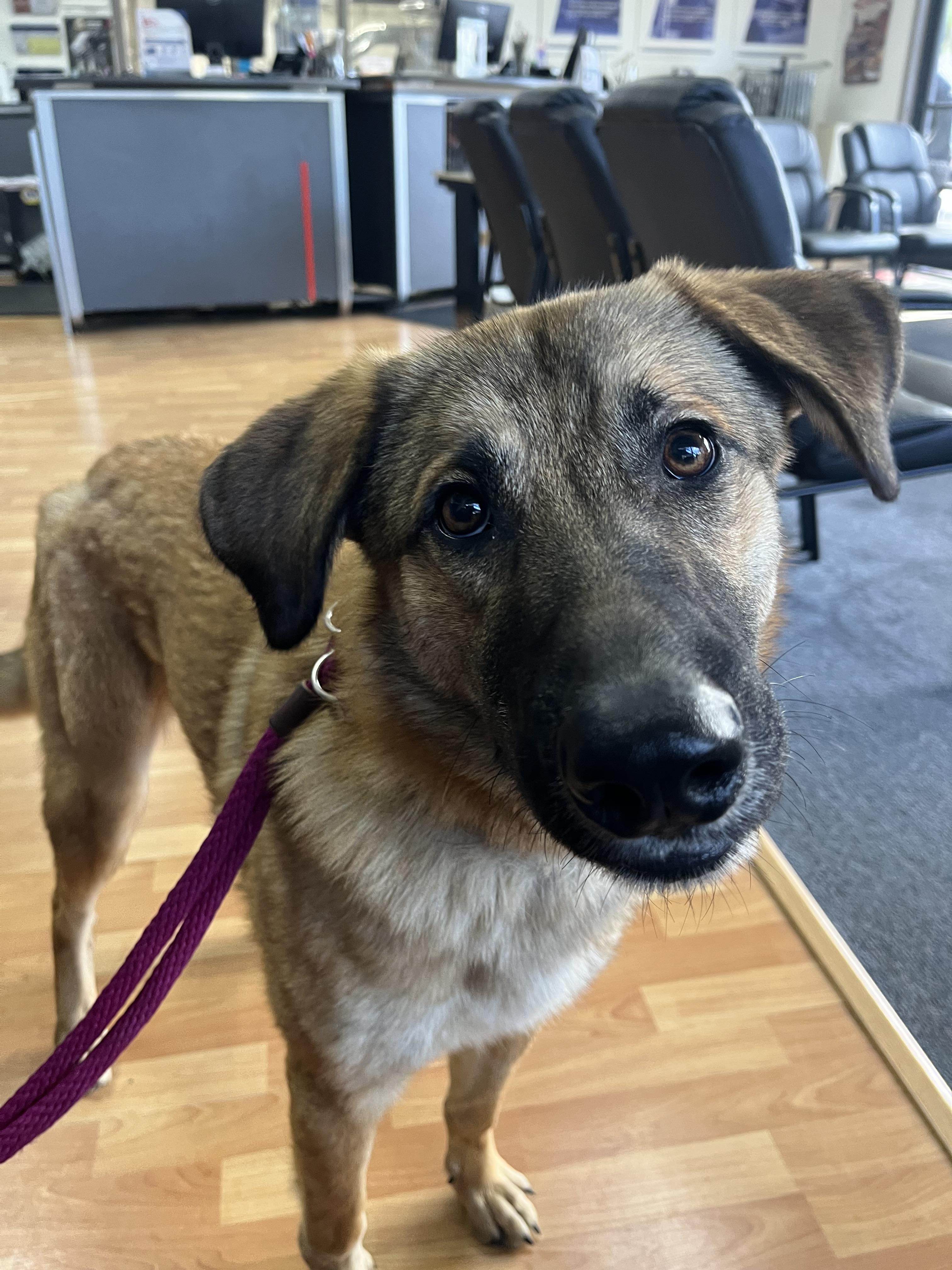 Enlarge Abby, a Adoptable Shepherd in Rough And Ready, CA image 4/5