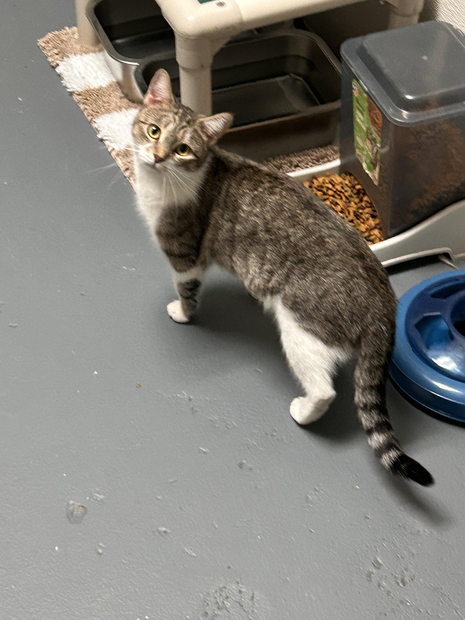 Khloe, Adoptable, Young Female Tabby.