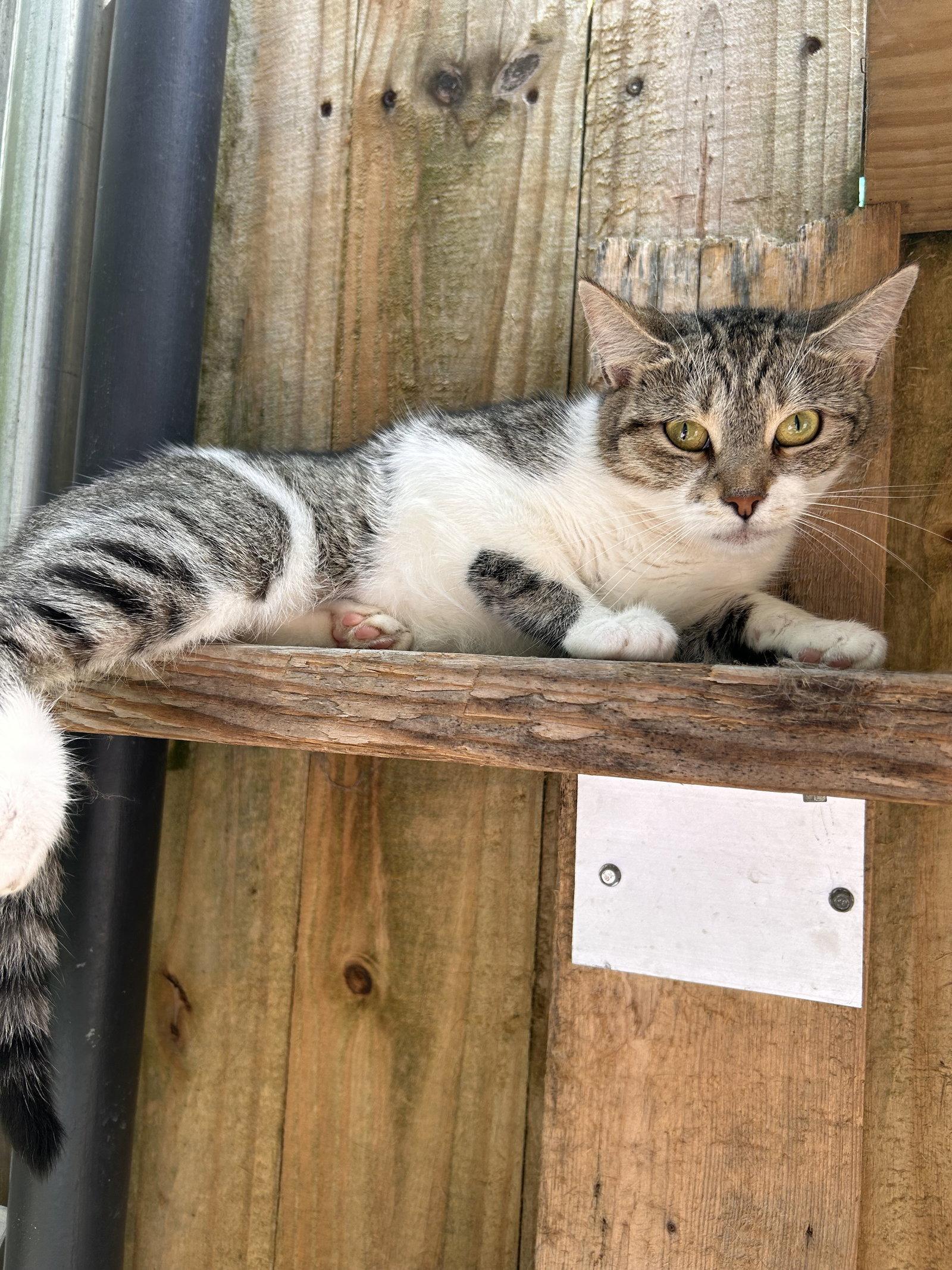 Enlarge Khloe, a Adoptable Tabby in Locust Grove, GA image 2/3