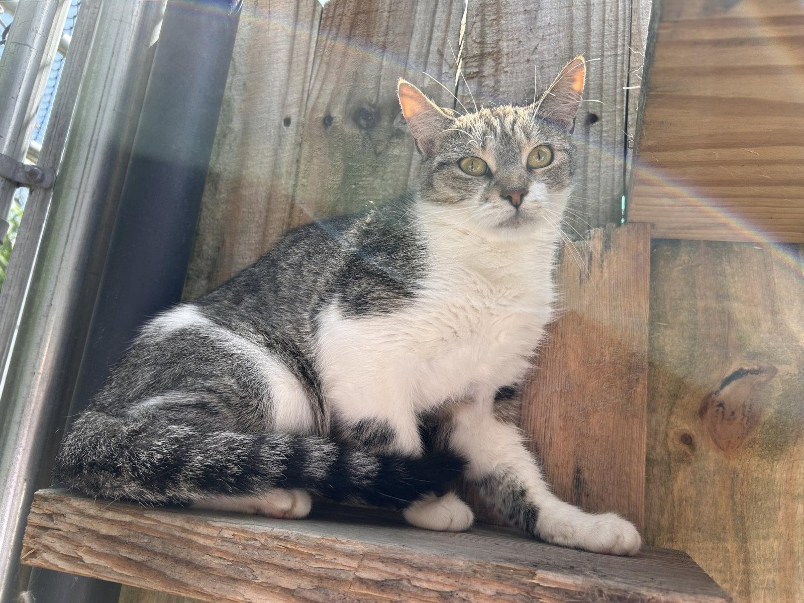 Enlarge Khloe, a Adoptable Tabby in Locust Grove, GA image 3/3