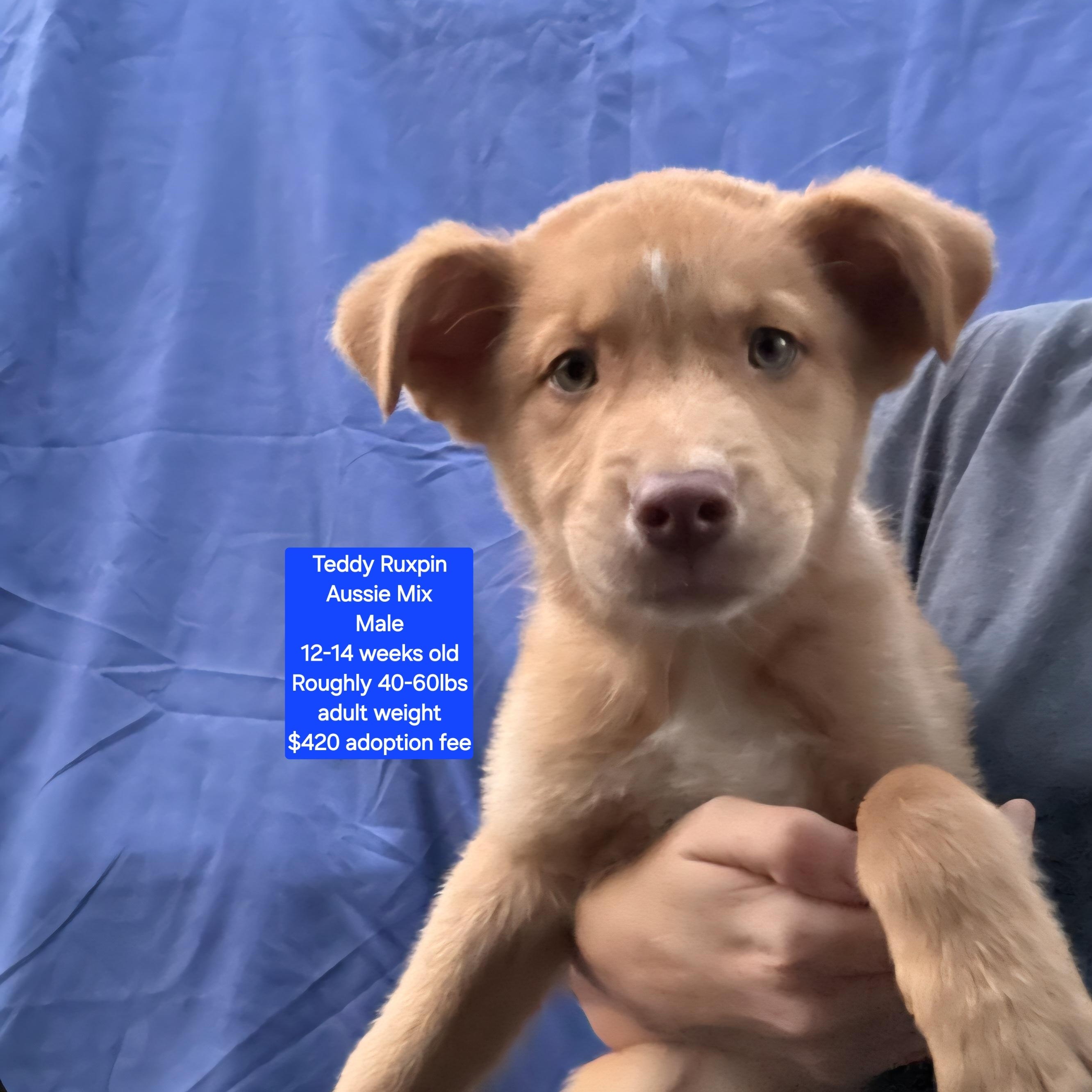 Enlarge Teddy Ruxpin, a ADOPTABLE mixed breed in Oviedo, FL image 1/1