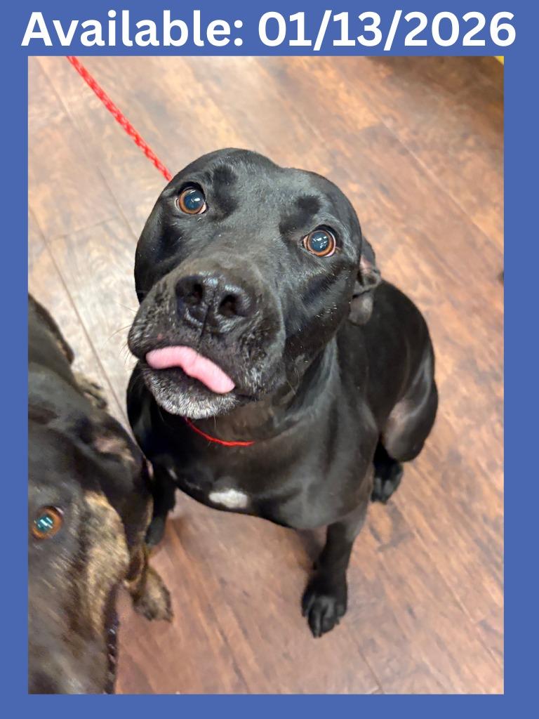 Dog Kennel #37 Joker, Adoptable, Adult Male Pit Bull Terrier & Mixed Breed.