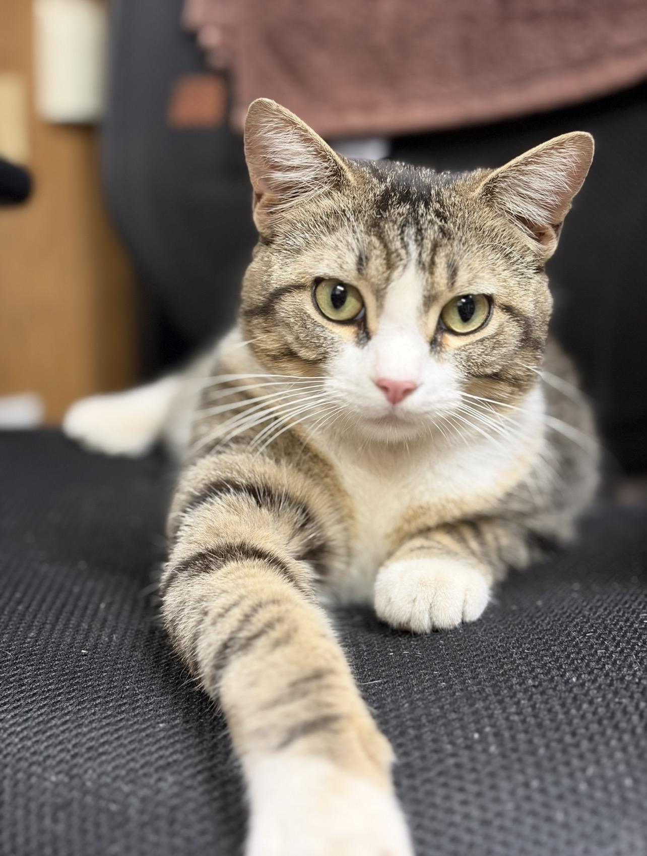Enlarge Oscar, a Adoptable Domestic Short Hair in Mansfield, TX image 2/2
