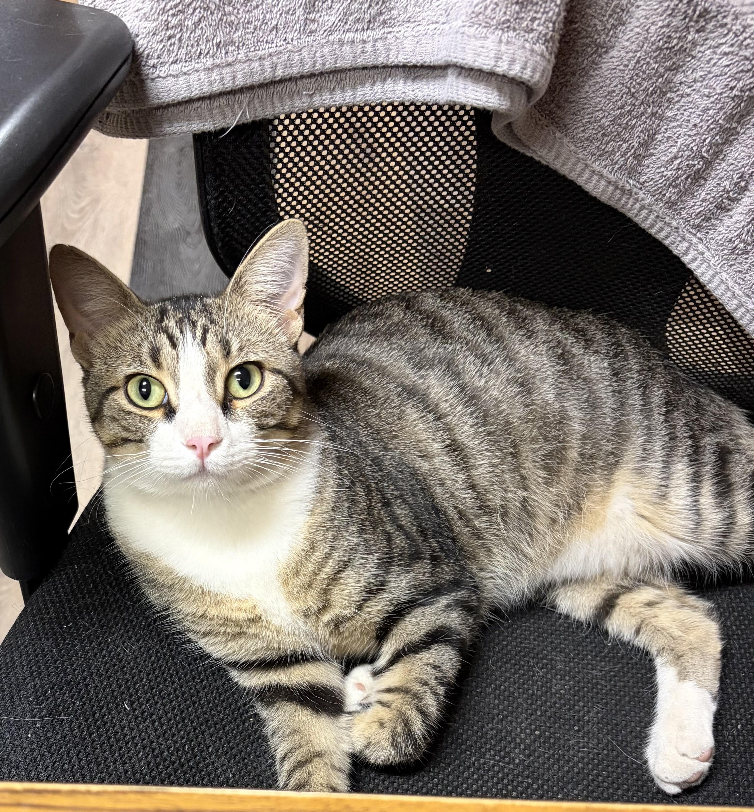 Enlarge Oscar, a Adoptable Domestic Short Hair in Mansfield, TX image 1/2