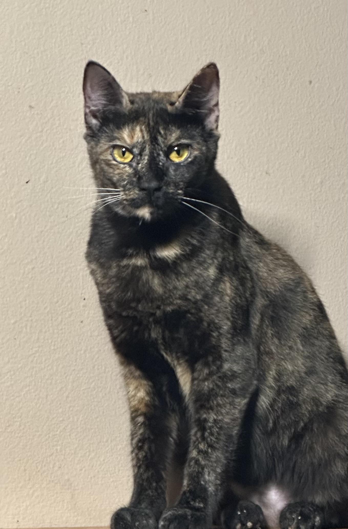 Daniella, a Adoptable Domestic Short Hair in Lake Worth, FL image 1/2