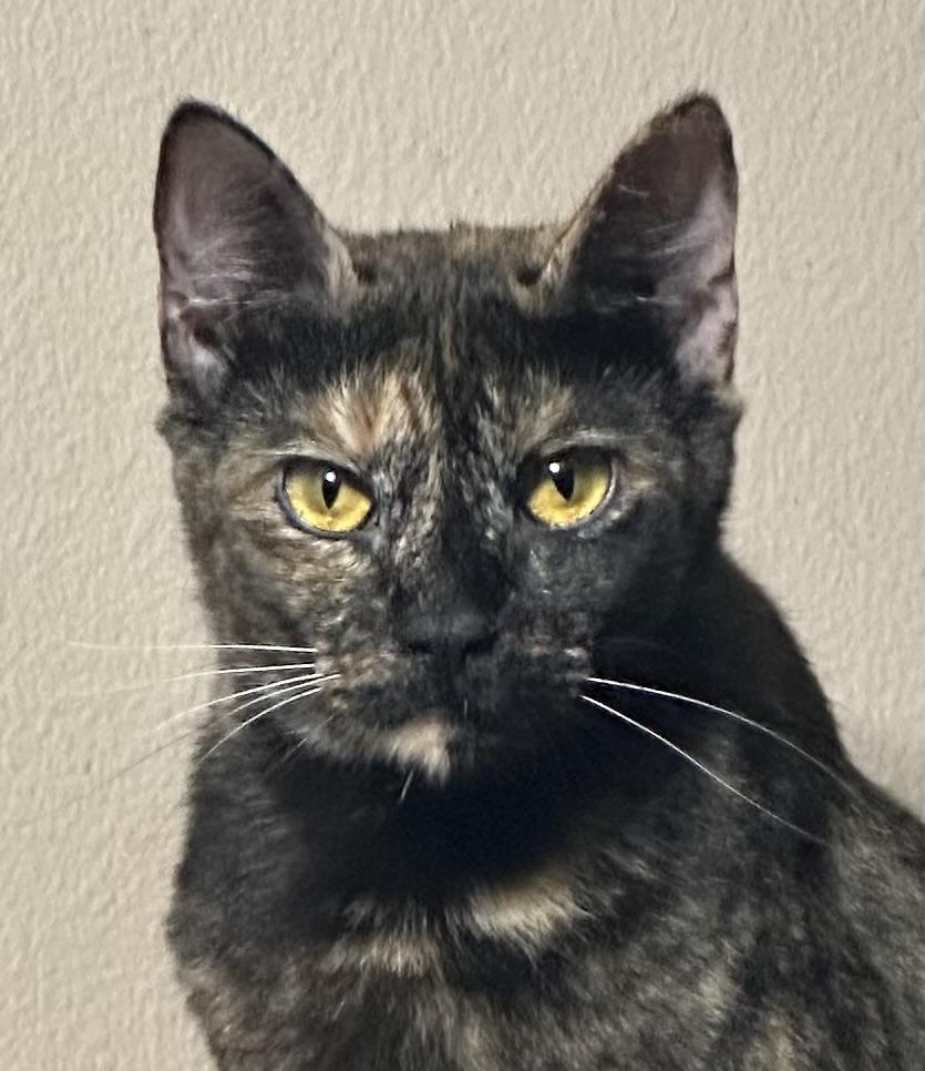 Daniella, a Adoptable Domestic Short Hair in Lake Worth, FL image 2/2
