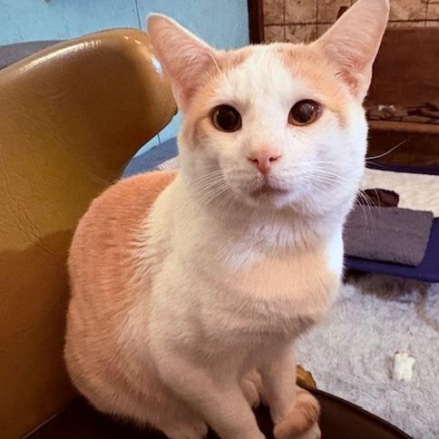 Irving, Adoptable, Adult Male Domestic Short Hair.