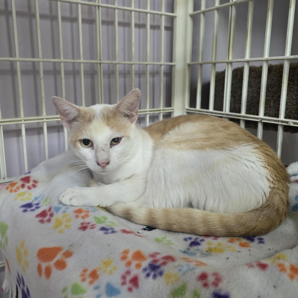 Irving, Adoptable, Adult Male Domestic Short Hair.