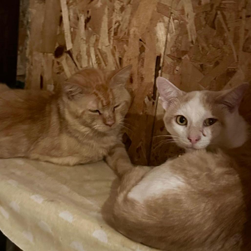 Irving, a Adoptable Domestic Short Hair in Madison, WI image 2/6