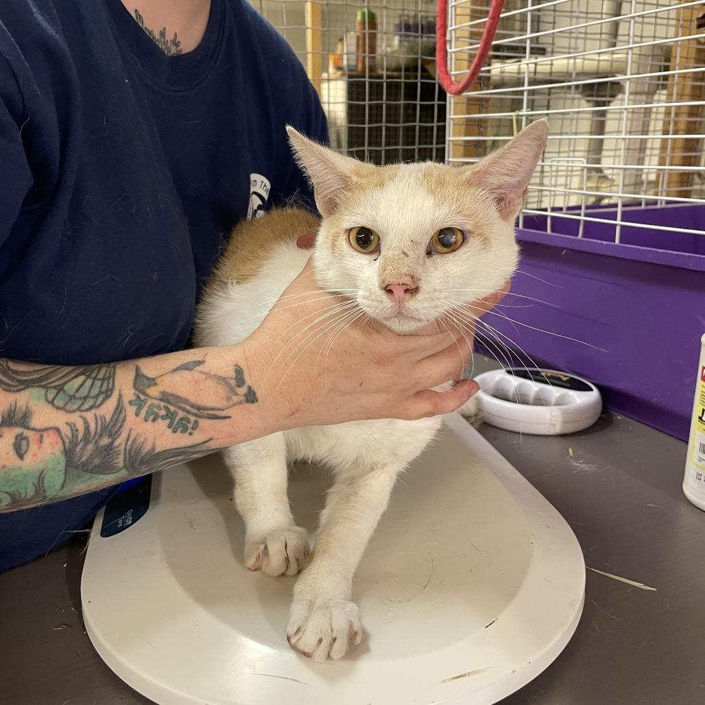 Irving, a Adoptable Domestic Short Hair in Madison, WI image 3/6