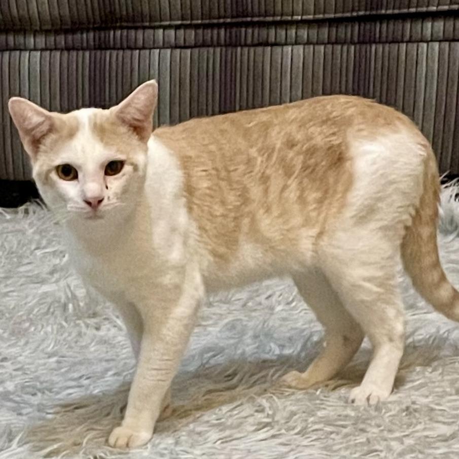 Irving, a Adoptable Domestic Short Hair in Madison, WI image 4/6