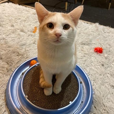 Irving, a Adoptable Domestic Short Hair in Madison, WI image 5/6