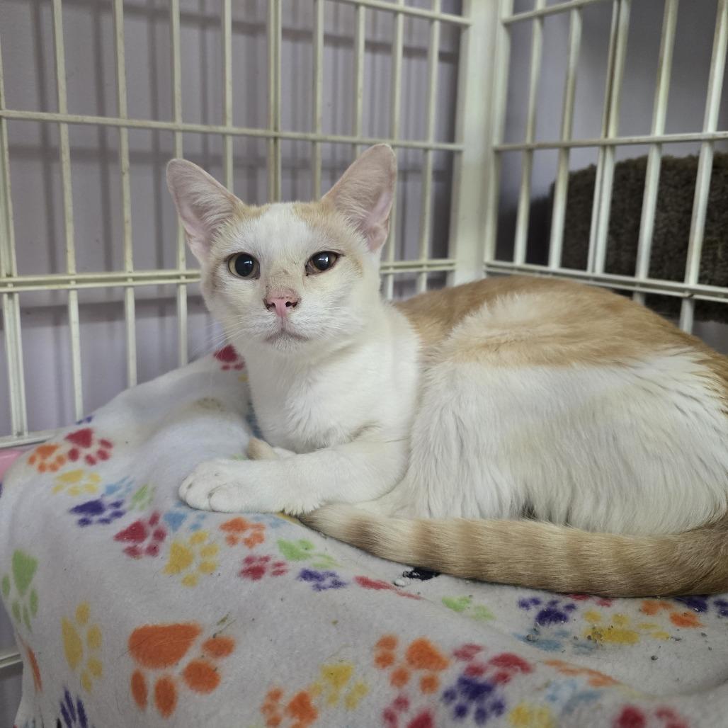 Irving, a Adoptable Domestic Short Hair in Madison, WI image 6/6