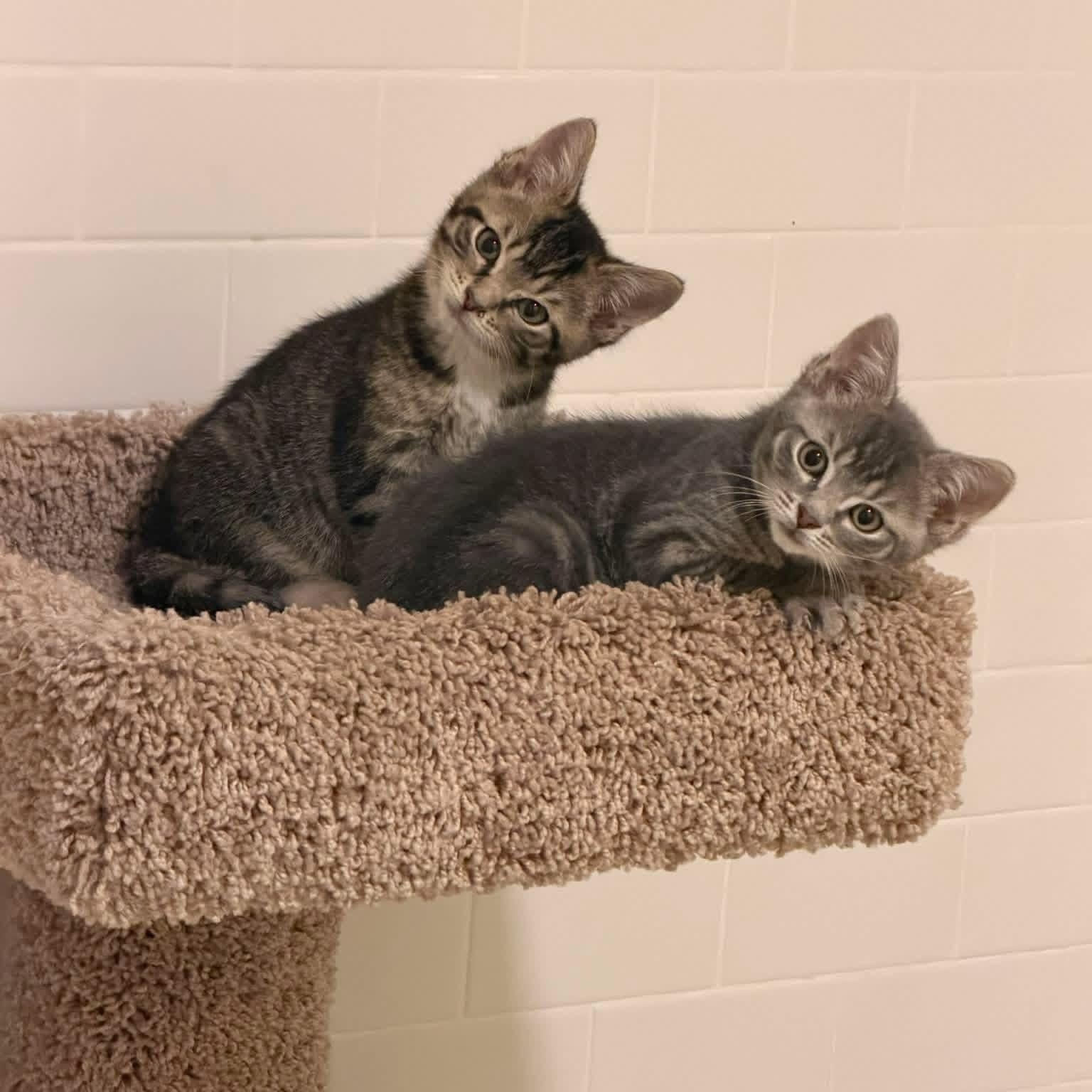 Darwin & Owen, adopted, Kitten Male Tabby & Domestic Short Hair.