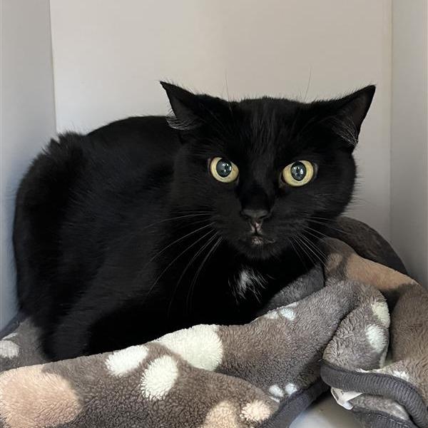 Plumeria — thumbnail 2