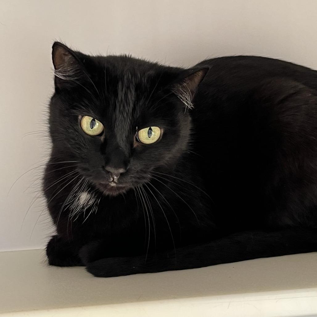 Plumeria — thumbnail 3