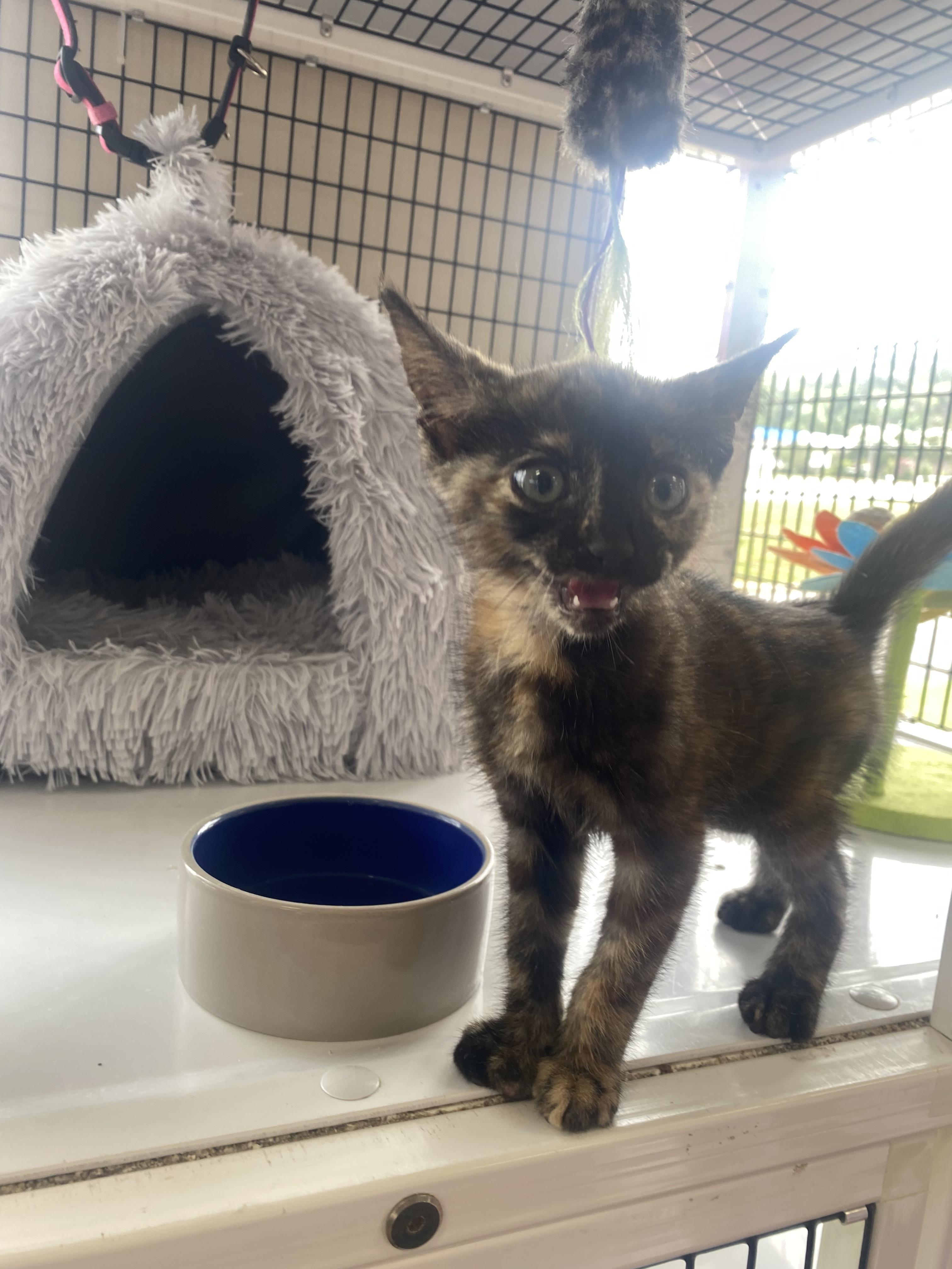 Highway, a Adopted Domestic Short Hair in Randolph, AL image 1/2