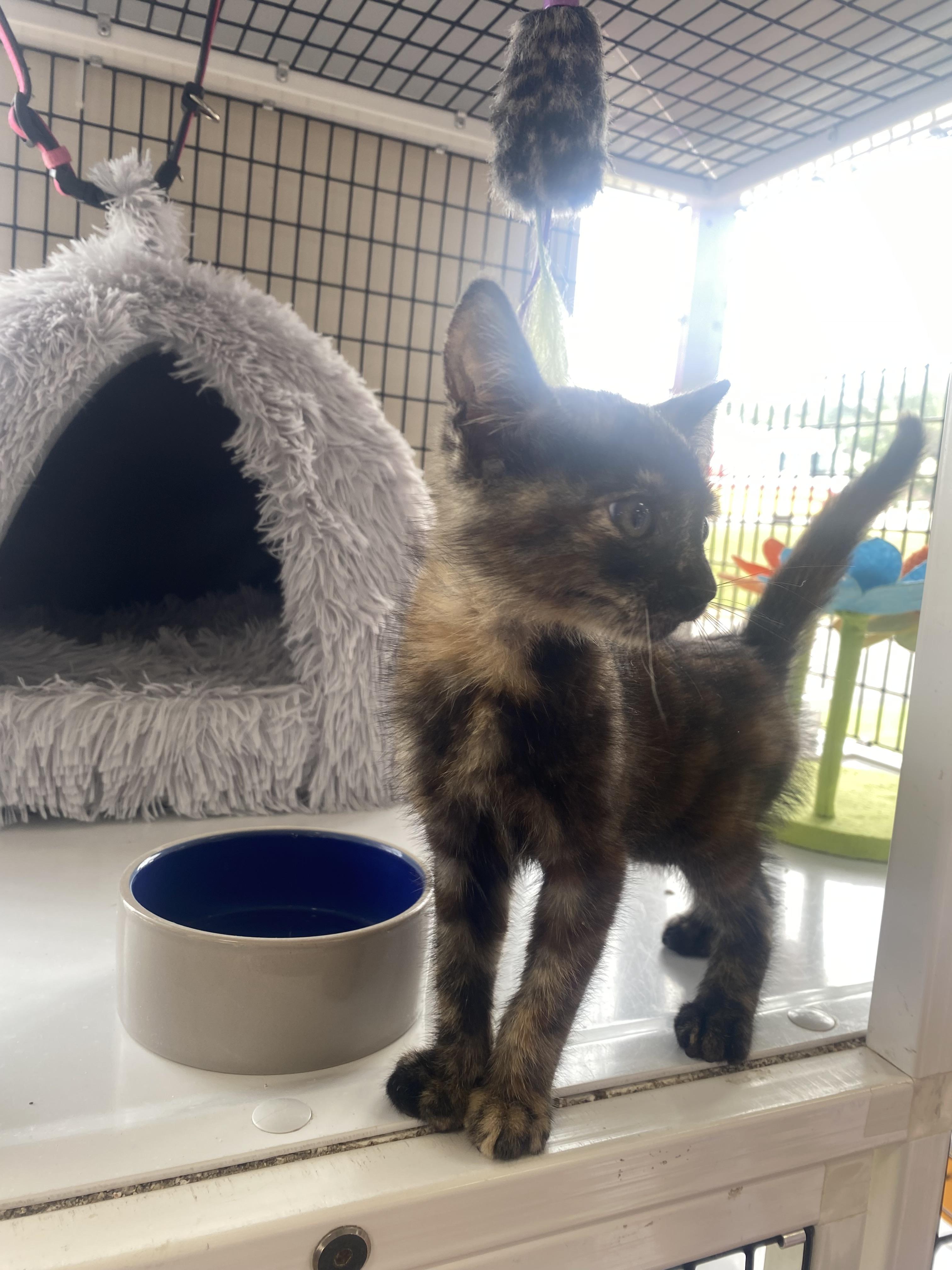 Highway, a Adopted Domestic Short Hair in Randolph, AL image 2/2