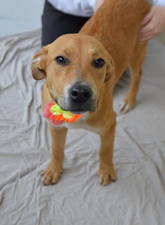 Winona, Adoptable, Puppy Female Shepherd.