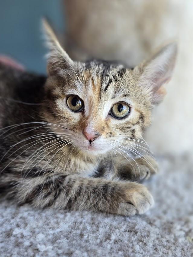 Sarah, a ADOPTABLE Domestic Short Hair in Wilmington, NC image 2/2