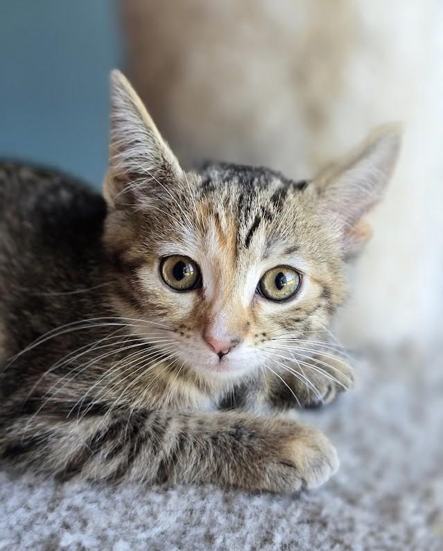 Sarah, a ADOPTABLE Domestic Short Hair in Wilmington, NC image 1/2