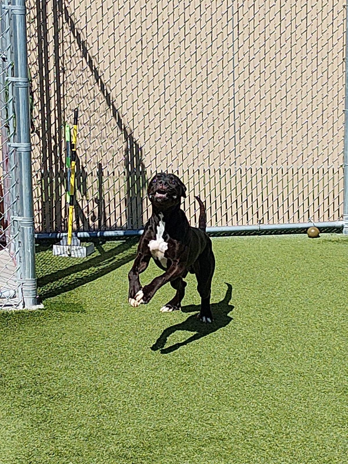 Kaz, adoptable, Young Male Great Dane & Black Labrador Retriever.
