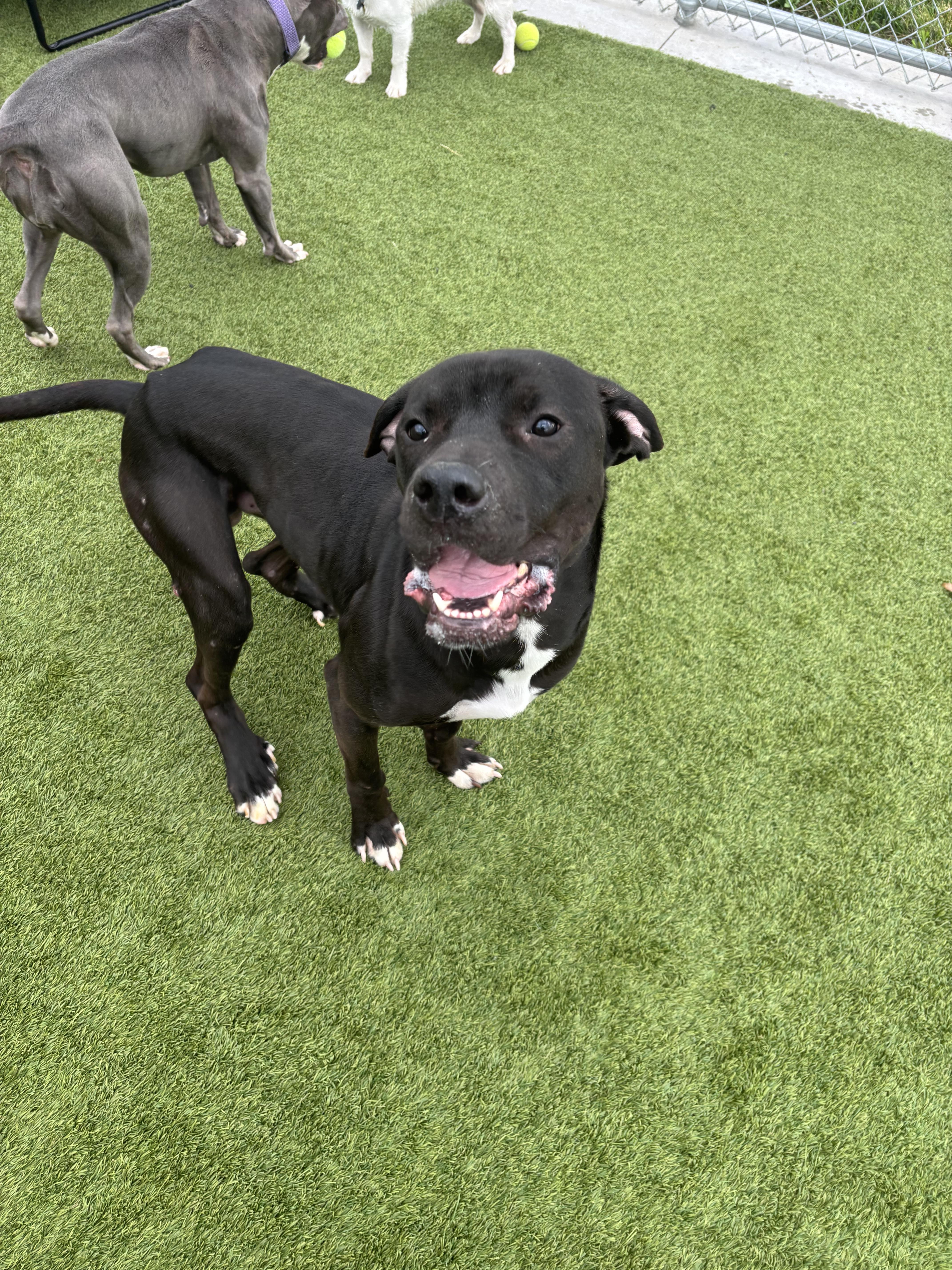 Enlarge Kaz, a ADOPTABLE Mixed Breed in Liberty, MO image 4/5