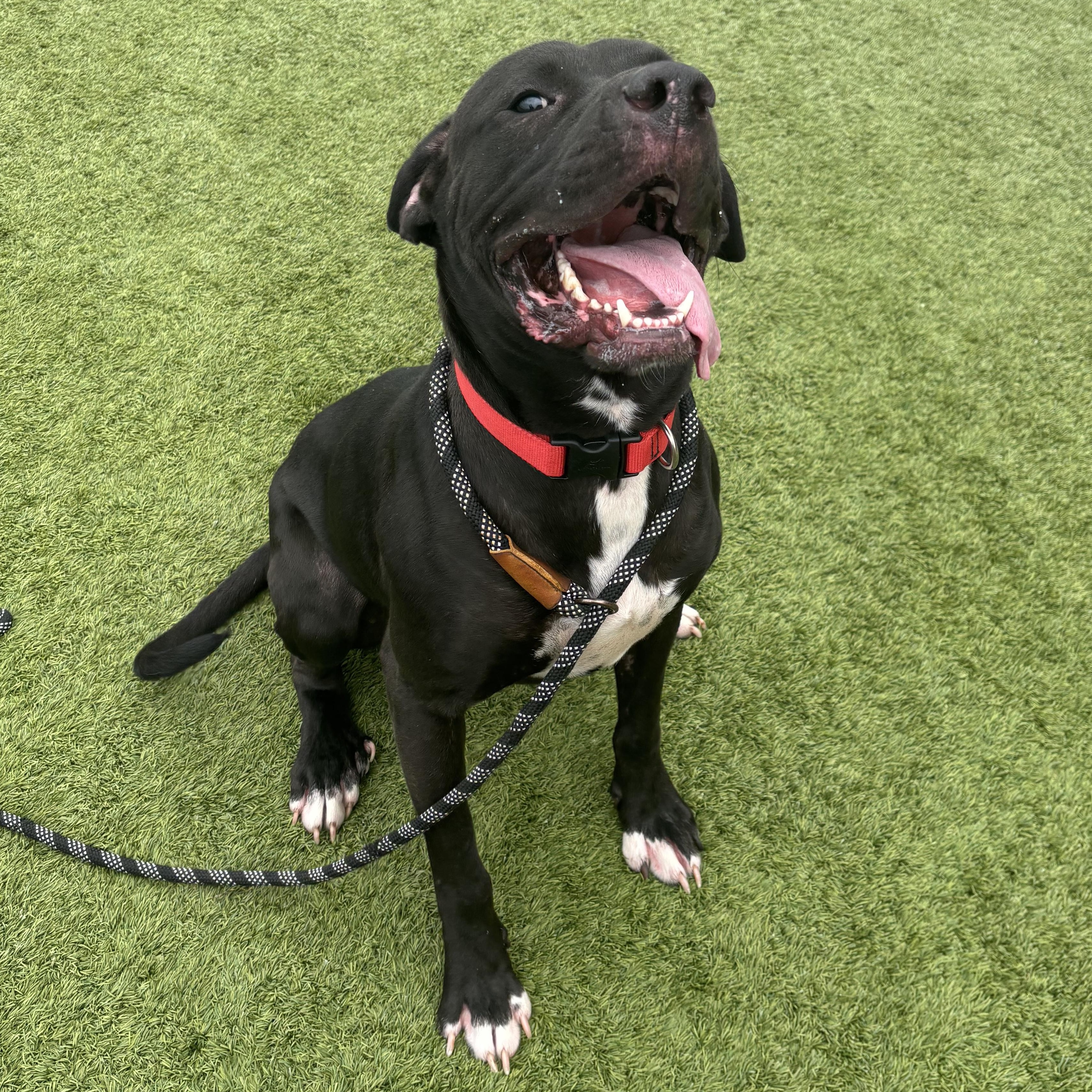 Kaz, an adoptable mixed breed in Liberty, MO image 2/6