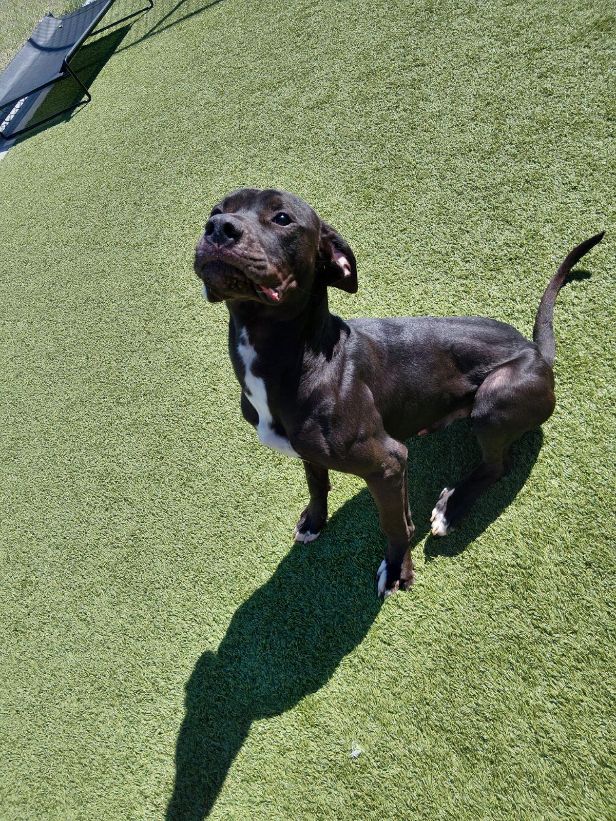 Enlarge Kaz, a ADOPTABLE Mixed Breed in Liberty, MO image 2/5