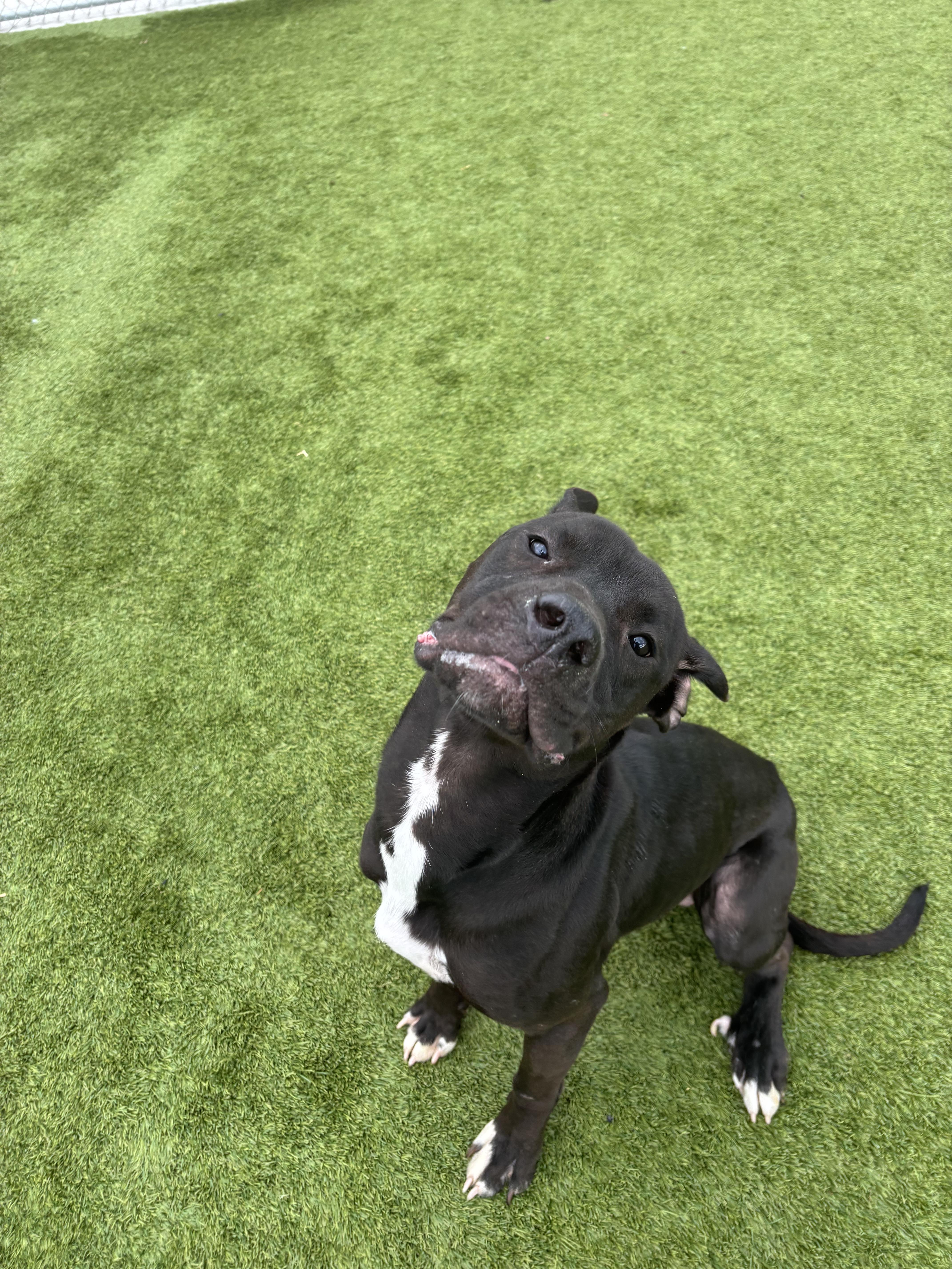 Enlarge Kaz, a ADOPTABLE Mixed Breed in Liberty, MO image 5/5