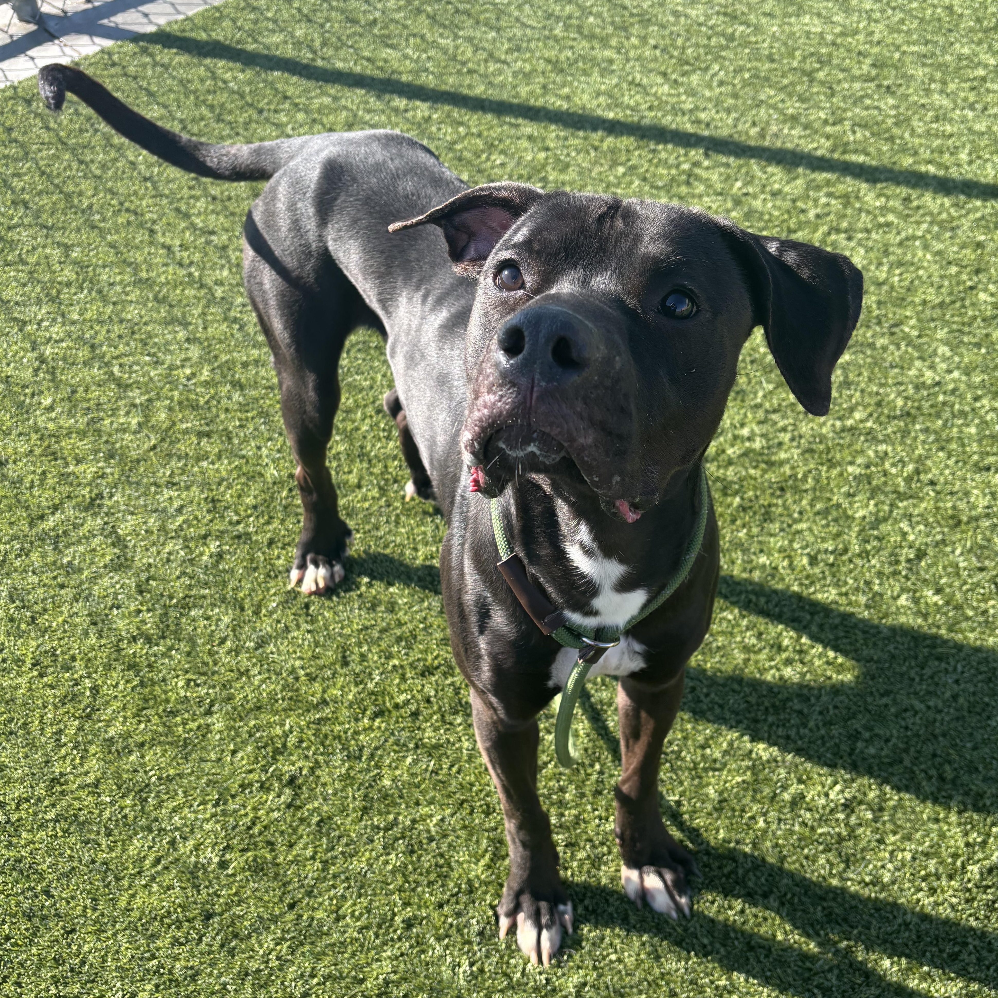 Enlarge Kaz, a ADOPTABLE Mixed Breed in Liberty, MO image 1/5